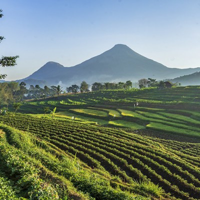 SEKURITI MAKANAN: CABARAN DAN PERANAN KERAJAAN